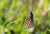 333249 – Photo : Marc Solari – France (68)